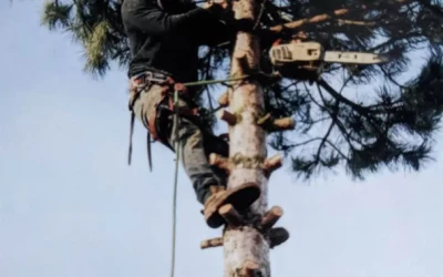 Élagage au Luxembourg : des experts pour la santé et la sécurité de vos arbres